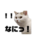 うっすら三毛猫ななこ。切り抜き黒文字Ver.（個別スタンプ：1）