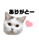 うっすら三毛猫ななこ。切り抜き黒文字Ver.（個別スタンプ：2）