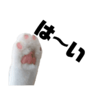 うっすら三毛猫ななこ。切り抜き黒文字Ver.（個別スタンプ：3）