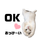 うっすら三毛猫ななこ。切り抜き黒文字Ver.（個別スタンプ：4）