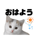 うっすら三毛猫ななこ。切り抜き黒文字Ver.（個別スタンプ：5）