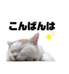 うっすら三毛猫ななこ。切り抜き黒文字Ver.（個別スタンプ：6）