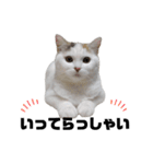 うっすら三毛猫ななこ。切り抜き黒文字Ver.（個別スタンプ：10）
