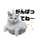 うっすら三毛猫ななこ。切り抜き黒文字Ver.（個別スタンプ：11）