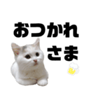 うっすら三毛猫ななこ。切り抜き黒文字Ver.（個別スタンプ：12）