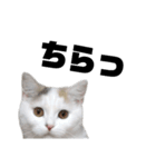 うっすら三毛猫ななこ。切り抜き黒文字Ver.（個別スタンプ：13）