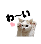 うっすら三毛猫ななこ。切り抜き黒文字Ver.（個別スタンプ：15）