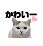 うっすら三毛猫ななこ。切り抜き黒文字Ver.（個別スタンプ：18）