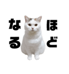 うっすら三毛猫ななこ。切り抜き黒文字Ver.（個別スタンプ：21）