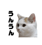うっすら三毛猫ななこ。切り抜き黒文字Ver.（個別スタンプ：22）
