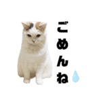 うっすら三毛猫ななこ。切り抜き黒文字Ver.（個別スタンプ：23）