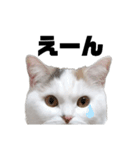 うっすら三毛猫ななこ。切り抜き黒文字Ver.（個別スタンプ：24）