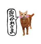 hknの日常 (文字あり)（個別スタンプ：9）