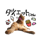 hknの日常 (文字あり)（個別スタンプ：13）