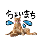 hknの日常 (文字あり)（個別スタンプ：16）