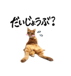 hknの日常 (文字あり)（個別スタンプ：18）