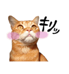 hknの日常 (文字あり)（個別スタンプ：21）
