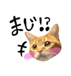 hknの日常 (文字あり)（個別スタンプ：28）