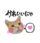 hknの日常 (文字あり)（個別スタンプ：31）