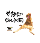 hknの日常 (文字あり)（個別スタンプ：36）