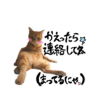 hknの日常 (文字あり)（個別スタンプ：37）