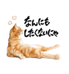 hknの日常 (文字あり)（個別スタンプ：40）