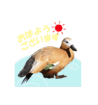 群馬サファリパーク 公式スタンプvol.02（個別スタンプ：1）