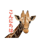 群馬サファリパーク 公式スタンプvol.02（個別スタンプ：2）