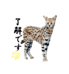群馬サファリパーク 公式スタンプvol.02（個別スタンプ：13）
