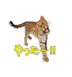 群馬サファリパーク 公式スタンプvol.02（個別スタンプ：16）