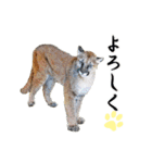 群馬サファリパーク 公式スタンプvol.02（個別スタンプ：21）