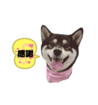 くろしばfuku（個別スタンプ：7）