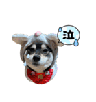 くろしばfuku（個別スタンプ：9）