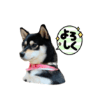 くろしばfuku（個別スタンプ：10）