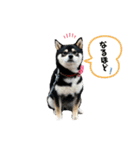 くろしばfuku（個別スタンプ：13）
