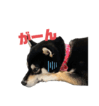 くろしばfuku（個別スタンプ：21）