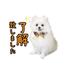 マダム洋子の愛犬ペコちゃん（個別スタンプ：1）