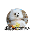 マダム洋子の愛犬ペコちゃん（個別スタンプ：3）