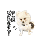 マダム洋子の愛犬ペコちゃん（個別スタンプ：4）