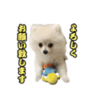 マダム洋子の愛犬ペコちゃん（個別スタンプ：5）