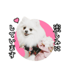 マダム洋子の愛犬ペコちゃん（個別スタンプ：6）