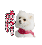 マダム洋子の愛犬ペコちゃん（個別スタンプ：10）