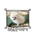 マダム洋子の愛犬ペコちゃん（個別スタンプ：16）