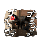 うち猫達（個別スタンプ：7）