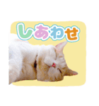 漫画「ぼく、猫なんで」の日常お猫スタンプ（個別スタンプ：21）