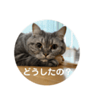 3匹の猫のスタンプ（個別スタンプ：1）