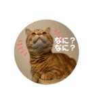 3匹の猫のスタンプ（個別スタンプ：3）