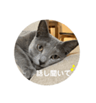 3匹の猫のスタンプ（個別スタンプ：4）