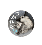 3匹の猫のスタンプ（個別スタンプ：6）