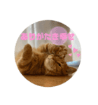 3匹の猫のスタンプ（個別スタンプ：8）
